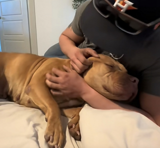 Illustration de l'article : Anxieuse dans sa famille d'accueil cette chienne se blottit contre un Pitbull pour se rassurer (vidéo)