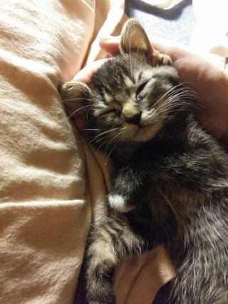Illustration de l'article : Par « un heureux hasard », ce chaton abandonné de 3 semaines miaule sous une fenêtre et trouve celle qui deviendra sa maîtresse