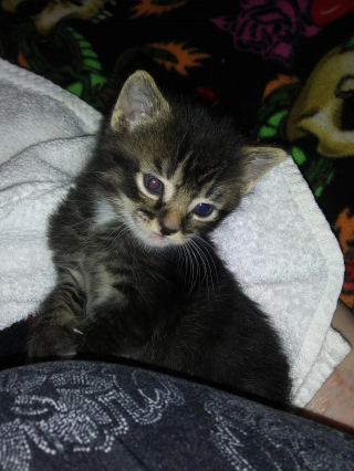 Illustration de l'article : Par « un heureux hasard », ce chaton abandonné de 3 semaines miaule sous une fenêtre et trouve celle qui deviendra sa maîtresse