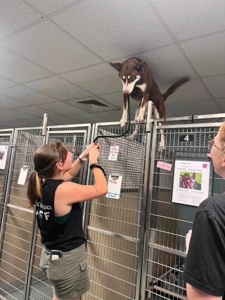 Illustration de l'article : Longtemps enchaînée dehors cette chienne escaladant son box amuse le refuge puis attend l'adoption en famille d' accueil