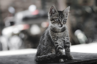 Illustration de l'article : Dans le Val-de-Marne, la police municipale sauve un chaton plusieurs fois jet&eacute; en l'air et arr&ecirc;te son bourreau film&eacute; par la vid&eacute;osurveillance urbaine