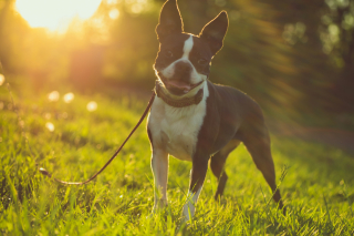 Illustration de l'article : Les chiens à poil ras peuvent-ils attraper des coups de soleil ?