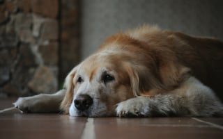 Illustration de l'article : 6 raisons pour lesquelles votre chien senior fait soudainement pipi dans la maison