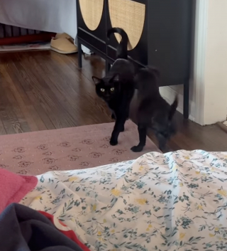 Illustration de l'article : Depuis la disparition de son meilleur ami canin, cette chatte vivait dans le chagrin avant de rencontrer un chiot joyeux (vidéo)