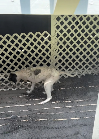 Illustration de l'article : Malgré une récente amputation, ce chien à 3 pattes retrouve le goût de s’amuser et creuse comme les autres (vidéo)