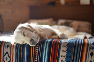 Illustration de l'article : Une exp&eacute;rience n&eacute;gative peut perturber le sommeil de votre chien, selon une &eacute;tude