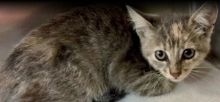 Illustration de l'article : Coincé dans la calandre d’une voiture, un chaton errant est sauvé par un conducteur de dépanneuse qui décide de l’adopter