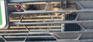 Illustration de l'article : Coincé dans la calandre d’une voiture, un chaton errant est sauvé par un conducteur de dépanneuse qui décide de l’adopter