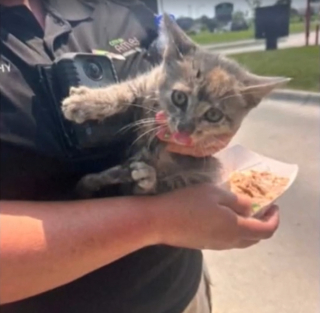 Illustration de l'article : Coincé dans la calandre d’une voiture, un chaton errant est sauvé par un conducteur de dépanneuse qui décide de l’adopter