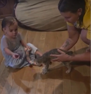 Illustration de l'article : Coincé dans la calandre d’une voiture, un chaton errant est sauvé par un conducteur de dépanneuse qui décide de l’adopter