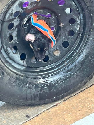 Illustration de l'article : Un chiot coincé dans la jante d'une roue de secours est libéré grâce au minutieux sauvetage des pompiers