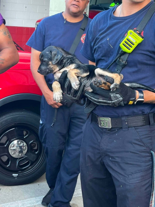 Illustration de l'article : Un chiot coincé dans la jante d'une roue de secours est libéré grâce au minutieux sauvetage des pompiers