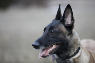 Illustration de l'article : Un Malinois poignardé à 9 reprises y survit et s'apprête à rejoindre son ancienne propriétaire après la condamnation de l'auteur des coups de couteau