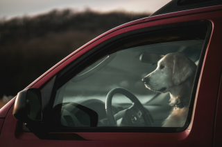 Illustration de l'article : Un chien peut-il rester dans une voiture si les fen&ecirc;tres sont entrouvertes ?