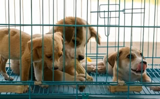 Illustration de l'article : Destinés à être vendus pour leur viande, ces 18 chiens sont sauvés par une association ayant convaincu leurs propriétaires de changer d'activité