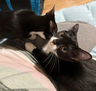 Illustration de l'article : 2 chatonnes inséparables et incapables de rester fâchées longtemps attendent de trouver une famille qui les adoptera ensemble