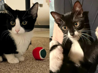 Illustration de l'article : 2 chatonnes inséparables et incapables de rester fâchées longtemps attendent de trouver une famille qui les adoptera ensemble