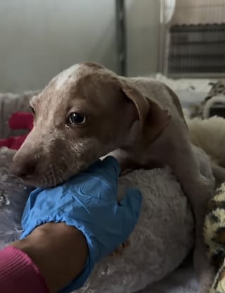 Illustration de l'article : « Il a juste besoin d’amour », ce chiot veut toujours tenir la main d’une bénévole pour ne plus se sentir seul (vidéo)