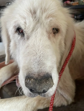 Illustration de l'article : Privée de soins et de sorties, cette chienne sauvée en Maine-et-Loire va voir la mer pour la première fois en 10 ans