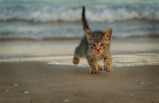 Illustration de l'article : 18 photos de chats qui profitent encore de la plage avant la rentrée