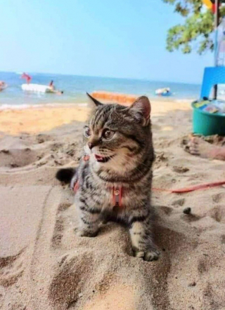 Illustration de l'article : 18 photos de chats qui profitent encore de la plage avant la rentrée
