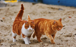 Illustration de l'article : 18 photos de chats qui profitent encore de la plage avant la rentrée