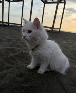 Illustration de l'article : 18 photos de chats qui profitent encore de la plage avant la rentrée