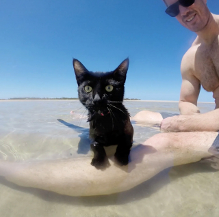 Illustration de l'article : 18 photos de chats qui profitent encore de la plage avant la rentrée