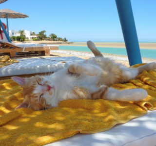 Illustration de l'article : 18 photos de chats qui profitent encore de la plage avant la rentrée