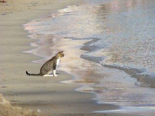 Illustration de l'article : 18 photos de chats qui profitent encore de la plage avant la rentrée