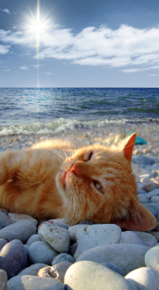 Illustration de l'article : 18 photos de chats qui profitent encore de la plage avant la rentrée