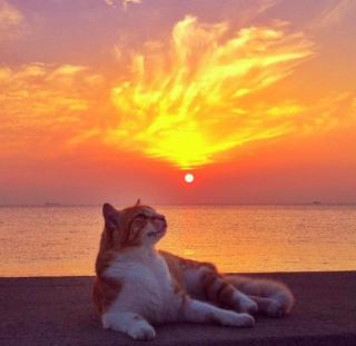 Illustration de l'article : 18 photos de chats qui profitent encore de la plage avant la rentrée