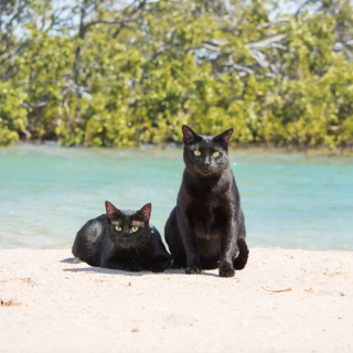 Illustration de l'article : 18 photos de chats qui profitent encore de la plage avant la rentrée