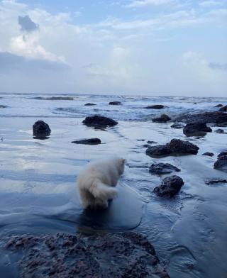 Illustration de l'article : 18 photos de chats qui profitent encore de la plage avant la rentrée