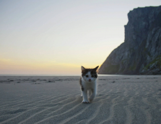 Illustration de l'article : 18 photos de chats qui profitent encore de la plage avant la rentrée