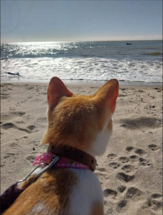 Illustration de l'article : 18 photos de chats qui profitent encore de la plage avant la rentrée