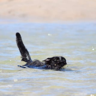 Illustration de l'article : 18 photos de chats qui profitent encore de la plage avant la rentrée