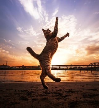 Illustration de l'article : 18 photos de chats qui profitent encore de la plage avant la rentrée