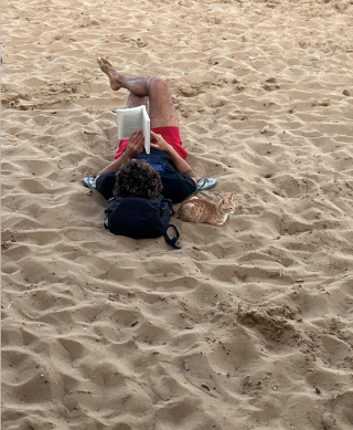 Illustration de l'article : 18 photos de chats qui profitent encore de la plage avant la rentrée