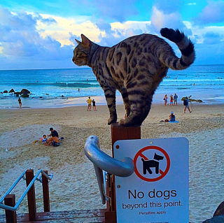 Illustration de l'article : 18 photos de chats qui profitent encore de la plage avant la rentrée
