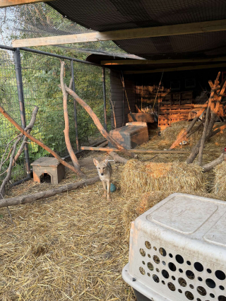 Illustration de l'article : Un garçon pense sauver un chiot blessé sur le bord de la route, mais apprend qu’il s’agit d’un animal sauvage