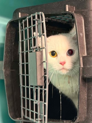 Illustration de l'article : 2 chats restent 4 jours seuls sans eau dans un appartement abandonn&eacute; avant d&rsquo;&ecirc;tre pris en charge par la SPA