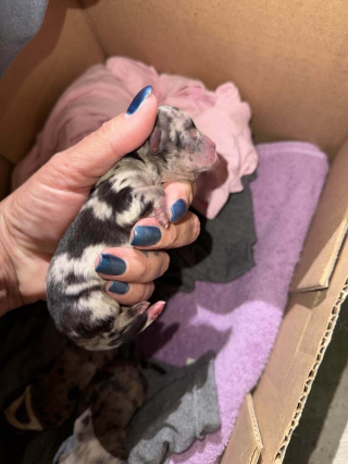 Illustration de l'article : Abandonnés dans un panier près d'une benne à ordures, 4 chiots nouveau-nés s'accrochent à la vie en recevant des soins jour et nuit