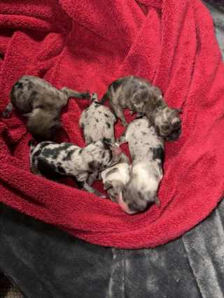 Illustration de l'article : Abandonnés dans un panier près d'une benne à ordures, 4 chiots nouveau-nés s'accrochent à la vie en recevant des soins jour et nuit