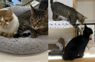 Illustration de l'article : Résident de longue date d’un café à chats, un félin à 3 pattes au parcours difficile vient de rencontrer son adoptante
