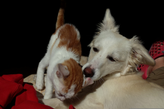 Illustration de l'article : 2 chiens et un chat infest&eacute;s de puces sont secourus dans un appartement insalubre apr&egrave;s le d&eacute;part de leurs propri&eacute;taires en weekend