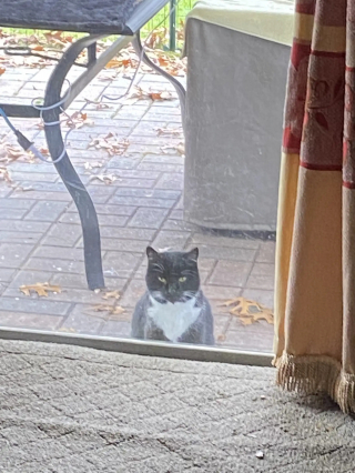 Illustration de l'article : Une chatte abandonnée par ses précédents propriétaires trouve une nouvelle famille auprès de qui elle passe 5 années de bonheur