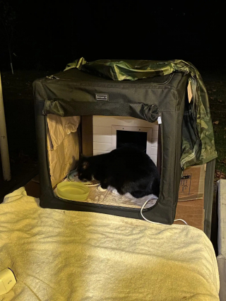 Illustration de l'article : Une chatte abandonnée par ses précédents propriétaires trouve une nouvelle famille auprès de qui elle passe 5 années de bonheur