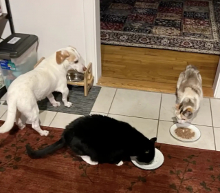 Illustration de l'article : Une chatte abandonnée par ses précédents propriétaires trouve une nouvelle famille auprès de qui elle passe 5 années de bonheur