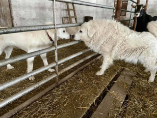 Illustration de l'article : Après avoir adopté un Patou sauvé de la maltraitance ce couple crée un sanctuaire pour animaux rejetés